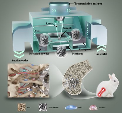 清華、北大、北醫(yī)三院聯(lián)合：高溫氧化處理3D打印鎂合金骨植入物結(jié)構(gòu)優(yōu)化及體內(nèi)外生物降解行為